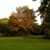 The tree. Valentines Park.