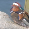 On the Towpath at Henley
