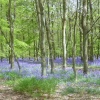 Cowleaze Woods
