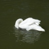 Swan on the Canal at Tring