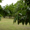 Shades of Green