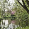 Bloom beside the river