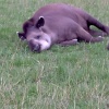Tapir
