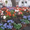 Flowers in the main street, Minehead.