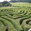 Maze