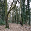 Louse Hill Copse