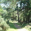 A Walk through the Exmoor forest, Somerset