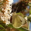 Cabbage White butterfly, Steeple Claydon, Bucks