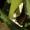 Cabbage White butterfly, Steeple Claydon, Bucks