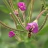 Hoverfly, Steeple Claydon, Bucks
