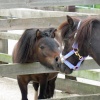 'Harry Potter' and 'Amy'- Shetland ponies