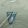 A Crab is caught.