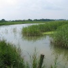 Part of Blythburgh Marshes.