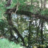 One of Edingthorpes Village Ponds