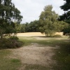 Horsell Common near Woking