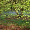 Bluebells