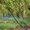 Bluebells-2