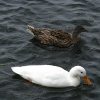 On the River Bure at Coltishall