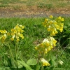 Cowslips in Peasonhall