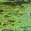 The lilly pad