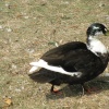 Duck at Westleton.