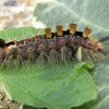 Caterpillar