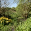 Loughton Linear Park in springtime