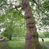 Green Park tree