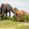 Dartmoor ponies on Quantock Hill