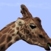 The lesser known one eared Giraffe.
