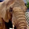 Hey! Watch where you put that trunk.