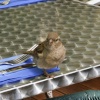 Still waiting for my visitors who are dining with me.