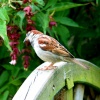 House Sparrow, Male.