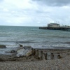 Seagull