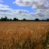 Fields near Willerby