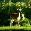 Fallow Deer, Bradgate Park