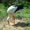 Stork and Eggs