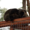 A picture of the Yorkshire Wildlife Park, Doncaster
