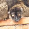 A picture of the Yorkshire Wildlife Park, Doncaster