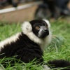 A picture of the Yorkshire Wildlife Park, Doncaster