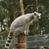 A picture of the Yorkshire Wildlife Park, Doncaster