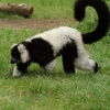 A picture of the Yorkshire Wildlife Park, Doncaster