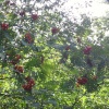 Rowan Berries in sunlight
