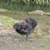 Wildlife in Bibury