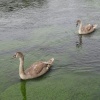 Wildlife in Bibury