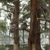 A picture of the Yorkshire Wildlife Park, Doncaster