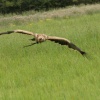 A picture of the Yorkshire Wildlife Park, Doncaster