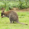 A picture of the Yorkshire Wildlife Park, Doncaster
