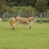 A picture of the Yorkshire Wildlife Park, Doncaster