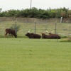 A picture of the Yorkshire Wildlife Park, Doncaster
